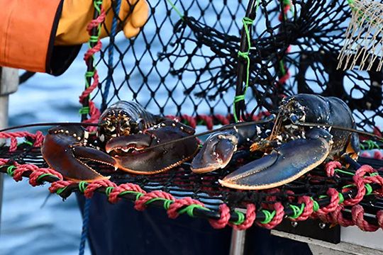 Hummerfiske på vackra Marstrand
