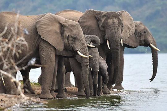 Bergsgorillor och schimpanser i Uganda
